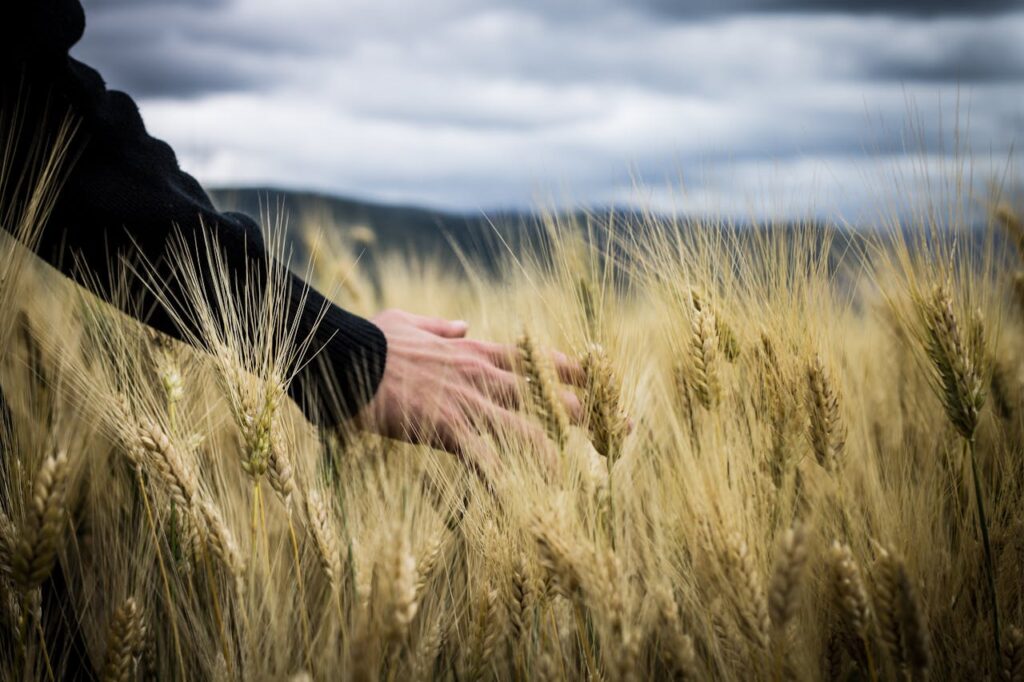 Photo of a Persons Hand Touching Wheat Grass